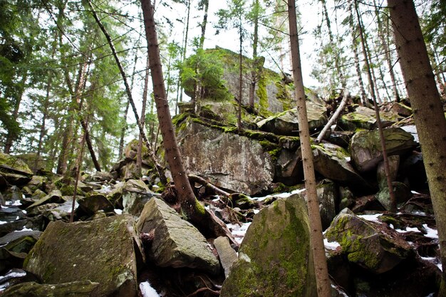 Dovbushrotsen in groen bos bij Karpatische bergen