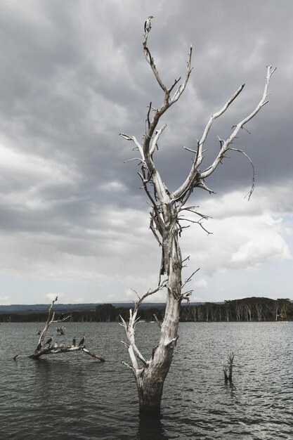 Dramatisch landschap met één oude gedroogde boom in water donkere stormachtige wolken Premium Foto