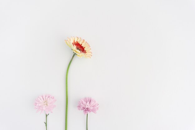 Drie decoratieve bloemen op een witte achtergrond