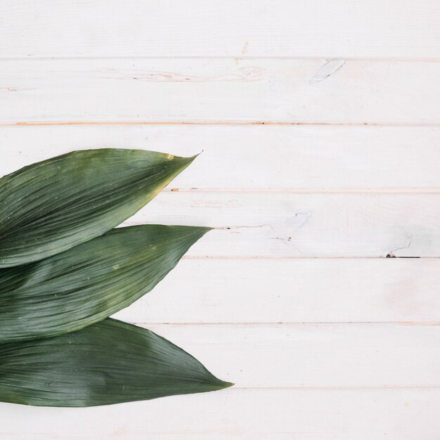 Drie groene bladeren op tafel