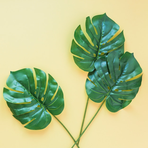 Drie grote groene palmbladeren op tafel