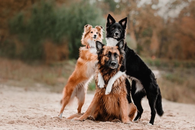 Drie honden knuffelen border collie-hond puppy shetland herdershond en duitse herdershonden samen