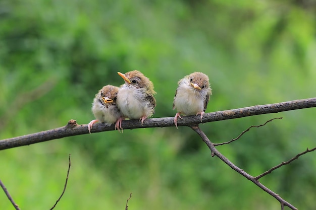 Gratis foto drie kuikens op een tak wachtend op hun moeder