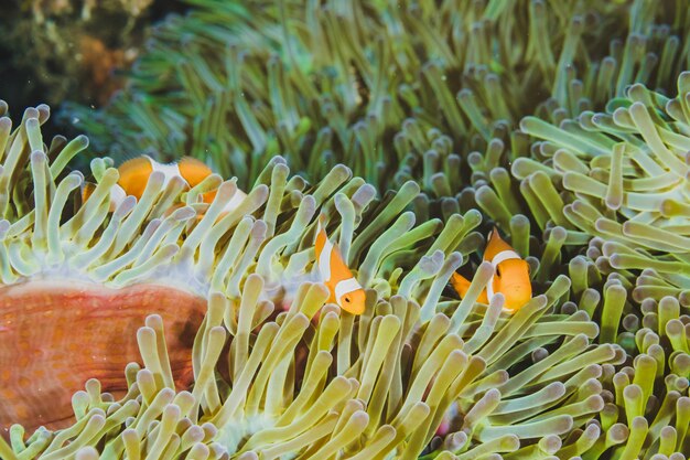 Drie oranje nemo clown vis (anemonefish) in de groene anemoon.