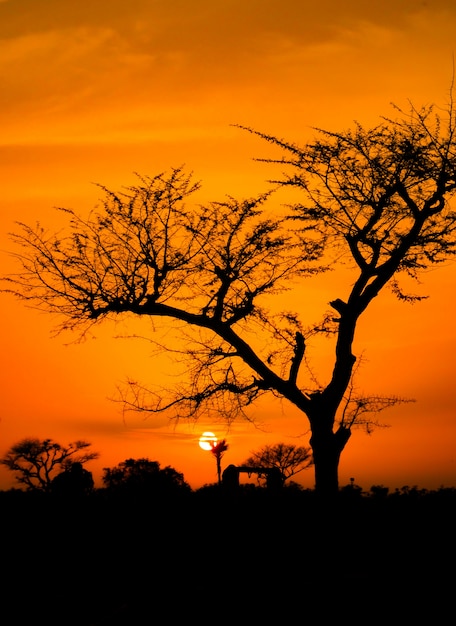 Droge boom bij zonsondergang