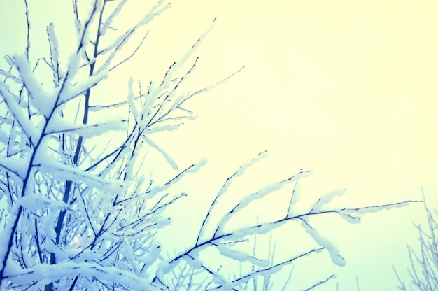 Gratis foto droge boom sneeuw