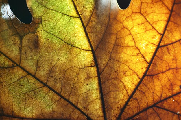 Droge herfst blad close-up