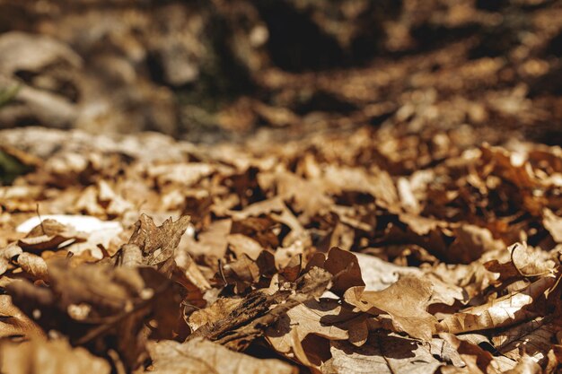 Droge herfst gevallen bladeren op bosgrond