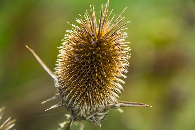 droge stekelige wilde distel in tegenlicht onder gras