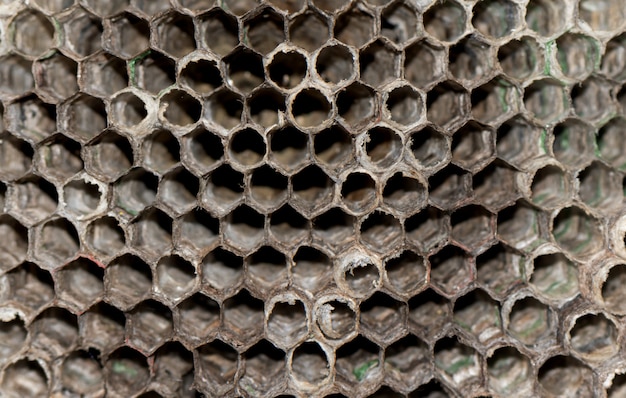 Droge wespbijenkorf dicht omhoog. Wasp bijenkorf achtergrond.