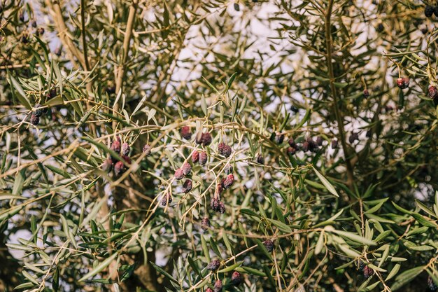 Droge zwarte olijven op de takken van de boom