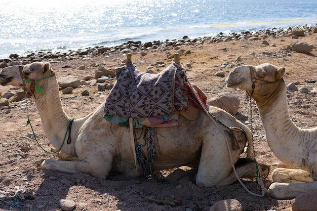 Dromedar kameel in het achtergrondzand van hete woestijn, egypte, sinaï
