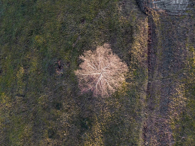Drone-weergave van een veld bedekt met groen onder het zonlicht bij daglicht