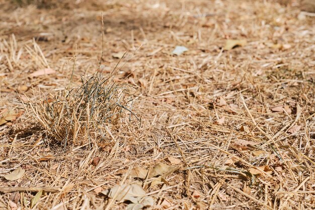 Droog gras en bladeren droog grasland droogte op het land hete zomers in Europa en Amerika geen oogst en milieuproblemen als gevolg van klimaatverandering close-up