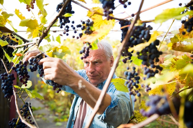 Druivenoogst in de wijngaard een man verwijdert trossen zwarte isabella-druiven van een wijnstok