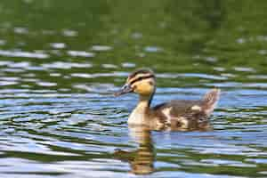 Gratis foto duck zwemmen in een meer