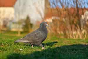 Gratis foto duif mooi schot van vogel in de natuur bij zonsondergangxdxacolumba palumbus