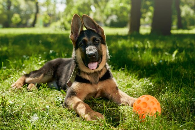 Duitse herder puppy spelen met bal in park