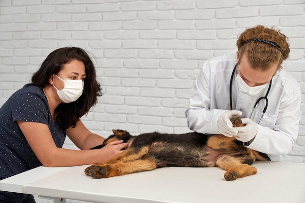 Gratis foto duitse herder wordt onderzocht door dierenarts en verpleegster