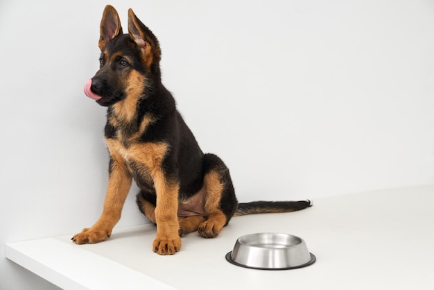 Duitse herdershond likte op zijn lippen en wachtte op eten in de buurt van een kom op een witte tafel.