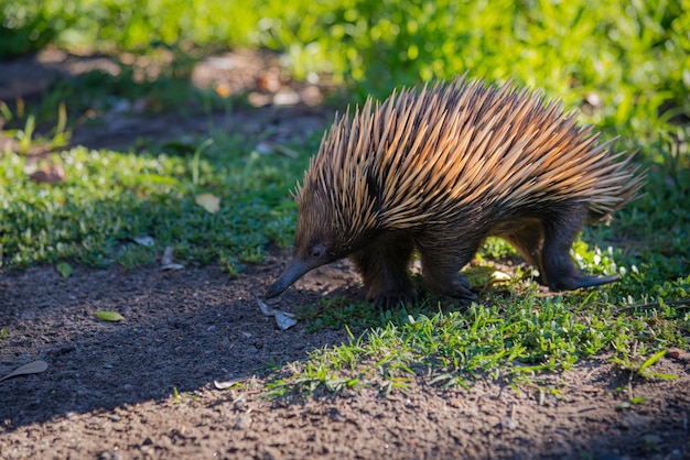 Gratis foto echidna die op gras loopt