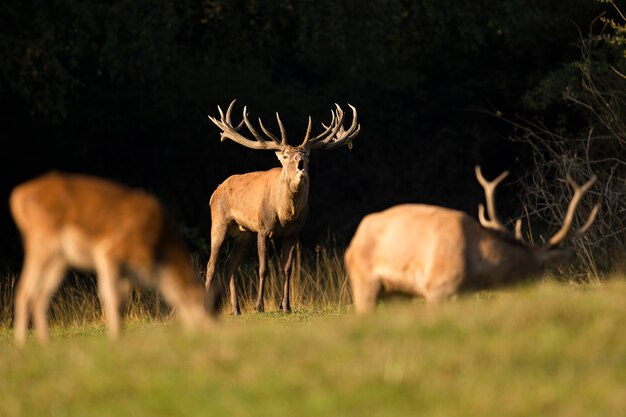 Edelherten in de natuurhabitat tijdens de herten sleur Europese dieren in het wild