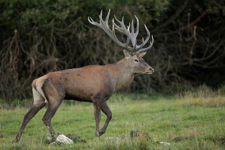 Gratis Foto edelherten in de natuurhabitat tijdens de herten sleur europese dieren in het wild