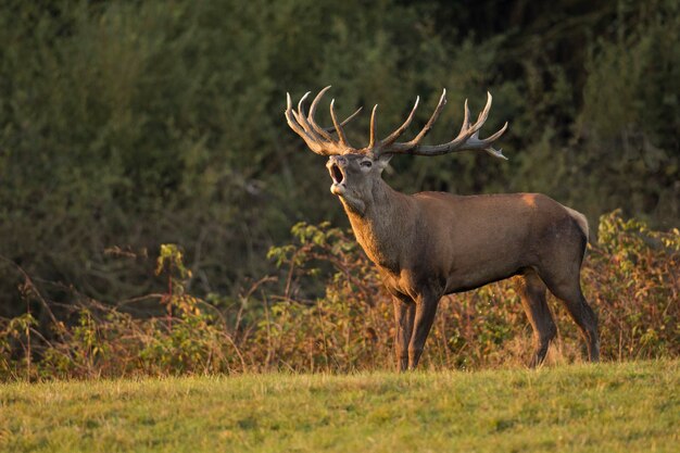 Edelherten in de natuurhabitat tijdens de herten sleur Europese dieren in het wild