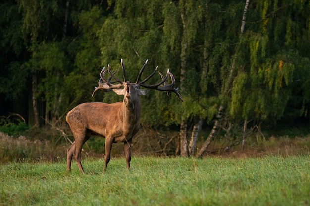 Edelherten op de groene achtergrond tijdens de hertensleur in de natuurhabitat