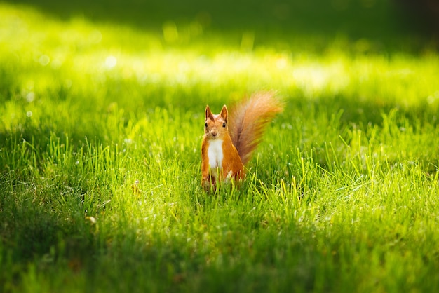 Eekhoorn in gras in park in de zomer