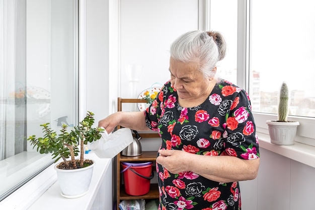 Een aardige oudere vrouw zorgt voor haar kamerplanten, verzorgt en geeft water.