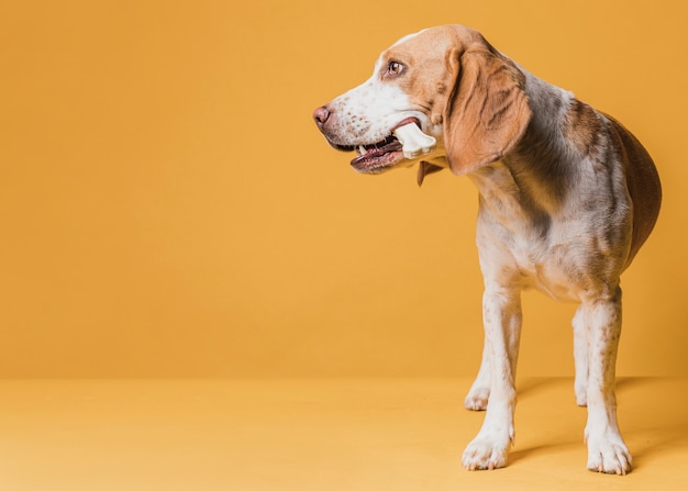 Gratis foto een been houden en hond die weg kijken