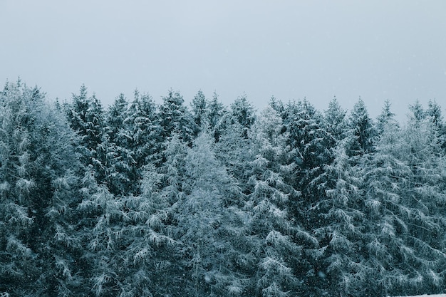 Een blauw besneeuwd bos dat blauw is