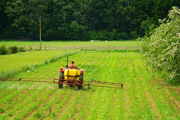 Een boer met een tractor die een maïsveld bewerkt