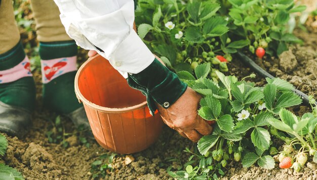 Een boer voedt en verzamelt aardbeien op de plantage