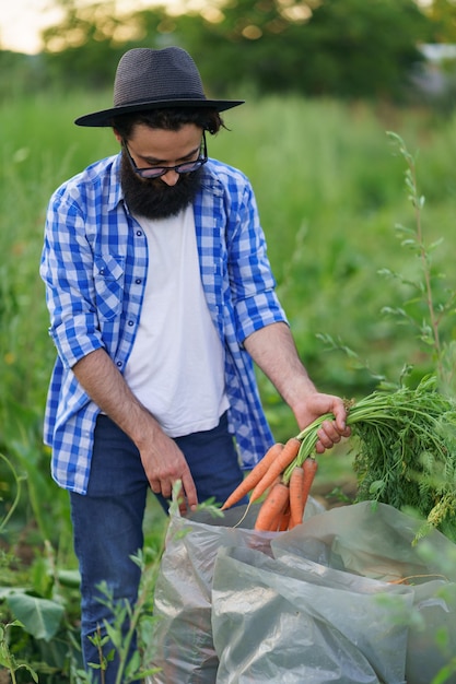 Een boer vult plastic zakken met verse wortelen in de tuin, sinaasappelwortels, groene bladeren, verse groenten, gezond voedsel en vitamines