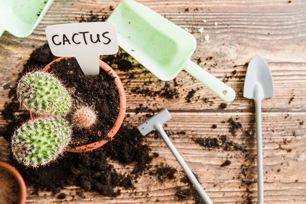 Een bovenaanzicht van cactus plant in de pot met mini tuingereedschap op houten bureau