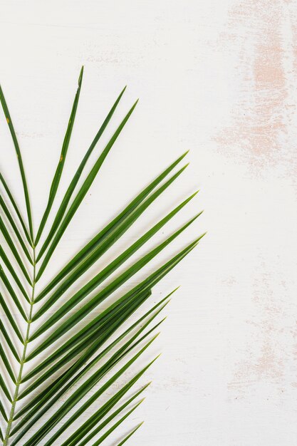 Een bovenaanzicht van palm groene blad patroon op witte muur