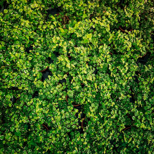 Een bovenaanzicht van plant met groene verse bladeren