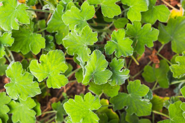 Een bovenaanzicht van verse groene bladeren