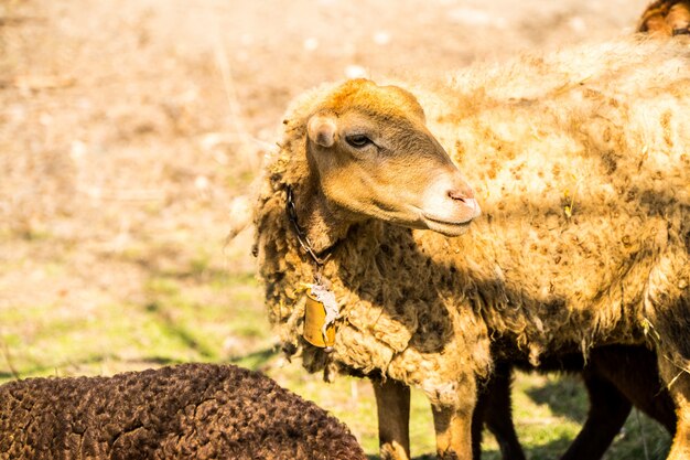 Een bruin huidschaap in de landbouwgrond