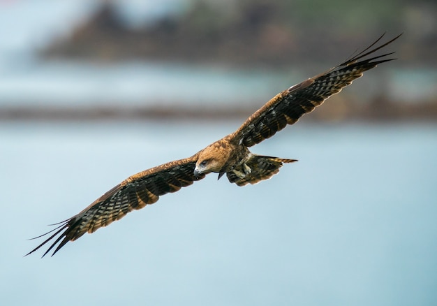 Een close-up shot van een adelaar die door de lucht vliegt met wijd open vleugels