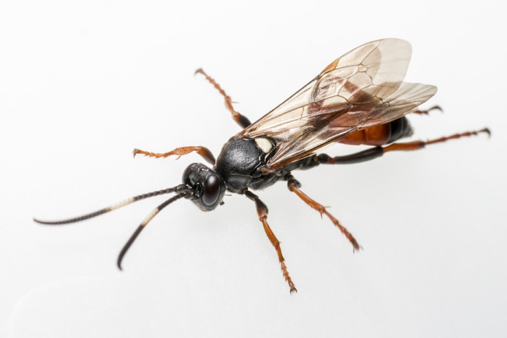 Gratis Foto een close-up van een gevleugeld kleurrijk insect