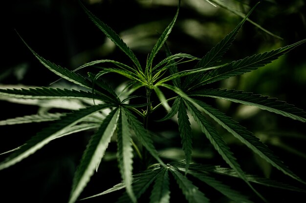 Een close-up van een marihuanablad