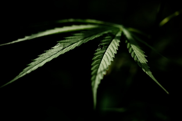 Een close-up van een marihuanablad