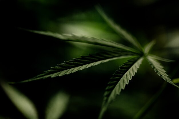 Een close-up van een marihuanablad