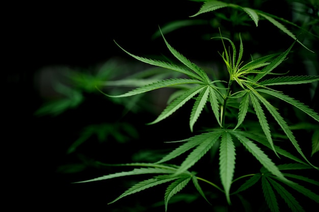 Een close-up van een marihuanablad
