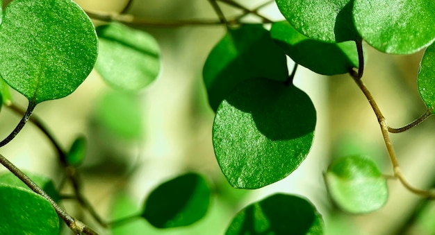 Gratis foto een close-up van een plant met groene bladeren