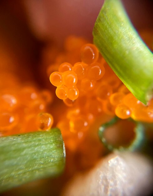 Een close up van wat viseieren en wat groene bladeren