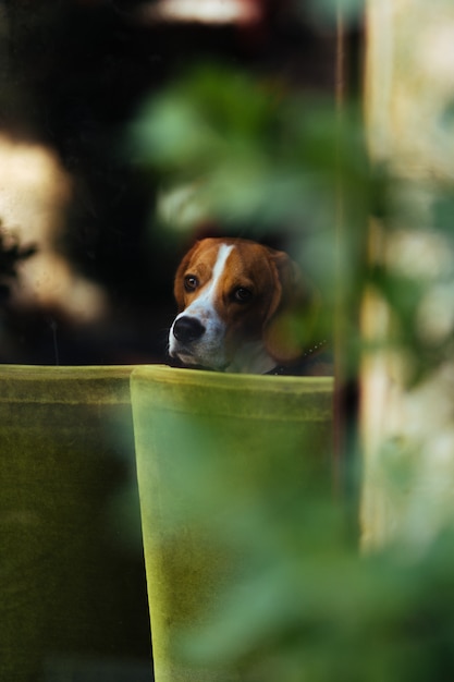 Een dakloze hond kijkt uit het raam